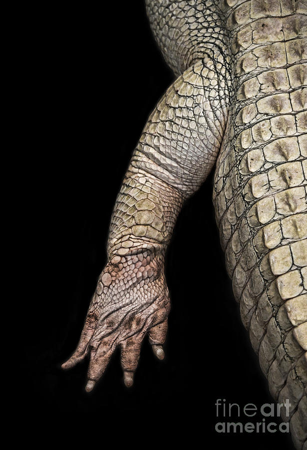 The Foot and Leg of an Albino Alligator  Digital Art by Jim Fitzpatrick