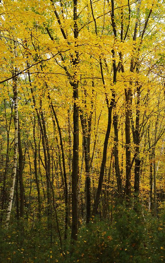 The Forest Aglow Photograph by Deborah Hochhauser - Fine Art America