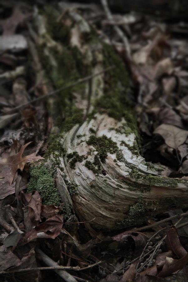 Moss Photograph - The Forest Floor by Alan Skonieczny