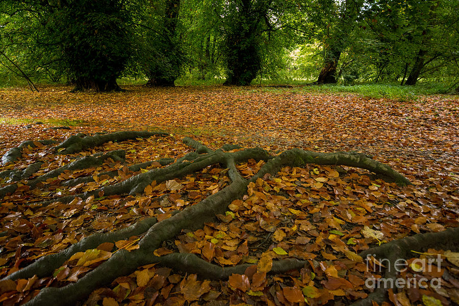 Richmond Photograph - The Forest Floor by Smart Aviation
