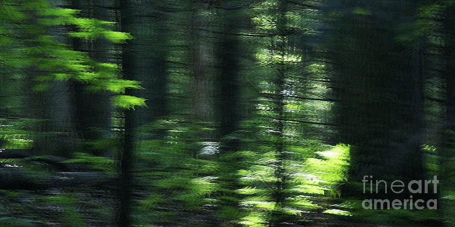 Abstract Photograph - The Forest For The Trees by Linda Shafer