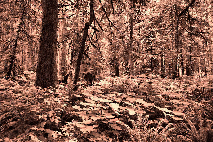 The forest in Sepia Photograph by Jeff Swan