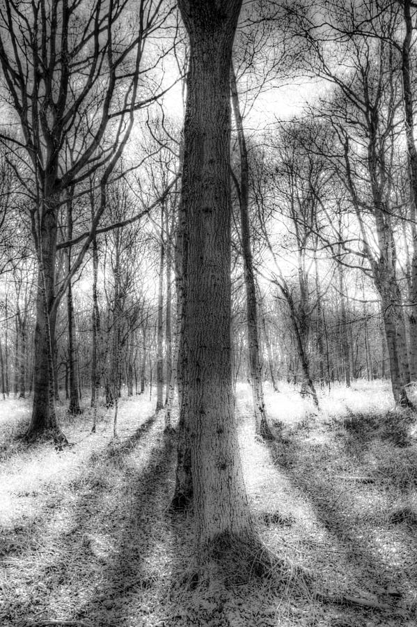 The Forest Of Ghosts Photograph