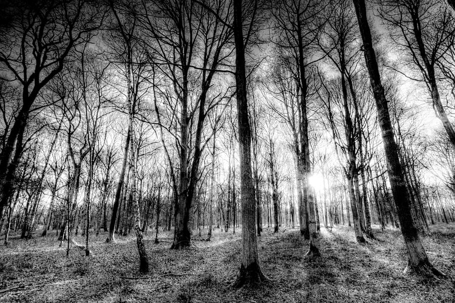 The Forest Of Haunting Photograph by David Pyatt