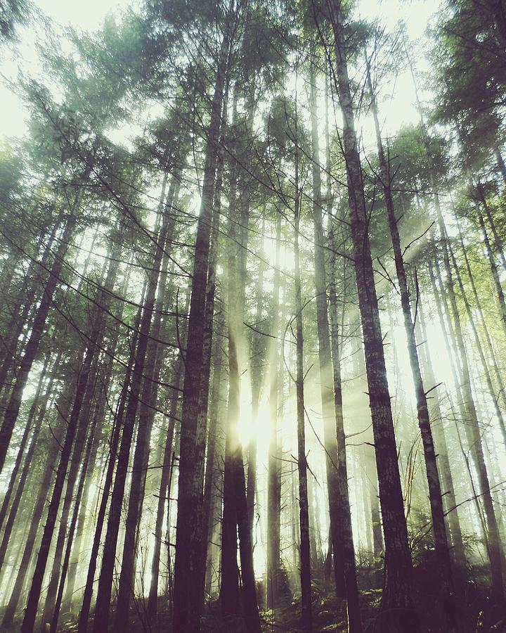 The Forest Pillars Photograph by Tess Reams - Fine Art America