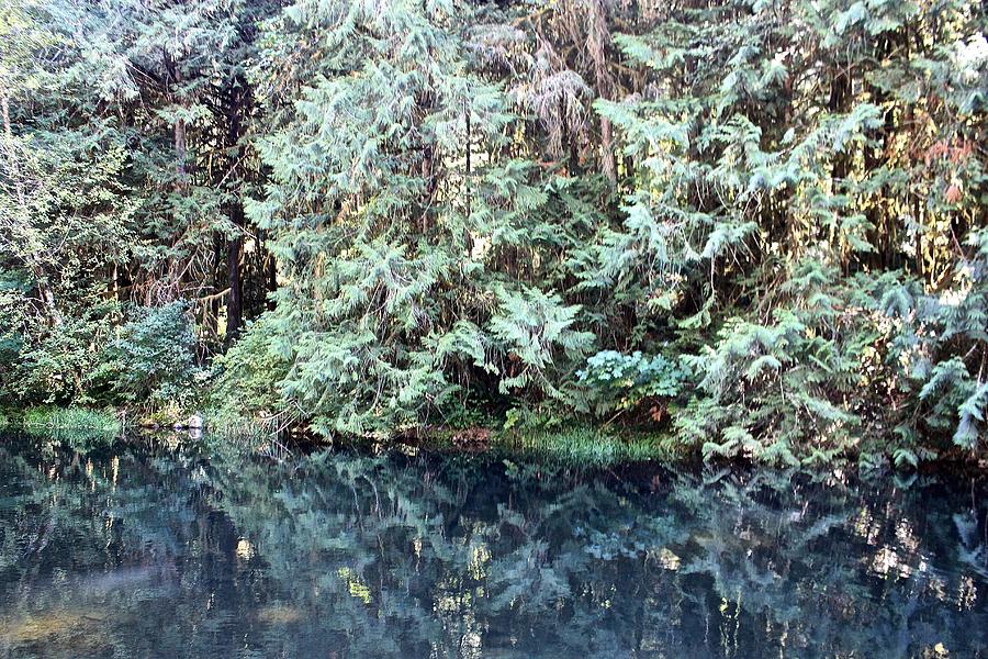 The Forest Reflected 2 Photograph