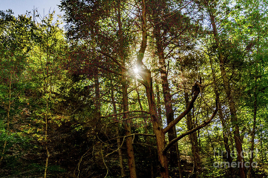The Forest Sun Photograph by William Norton