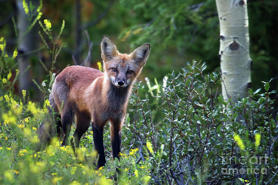 Fox Photograph - The Forests Edge by Jim Garrison