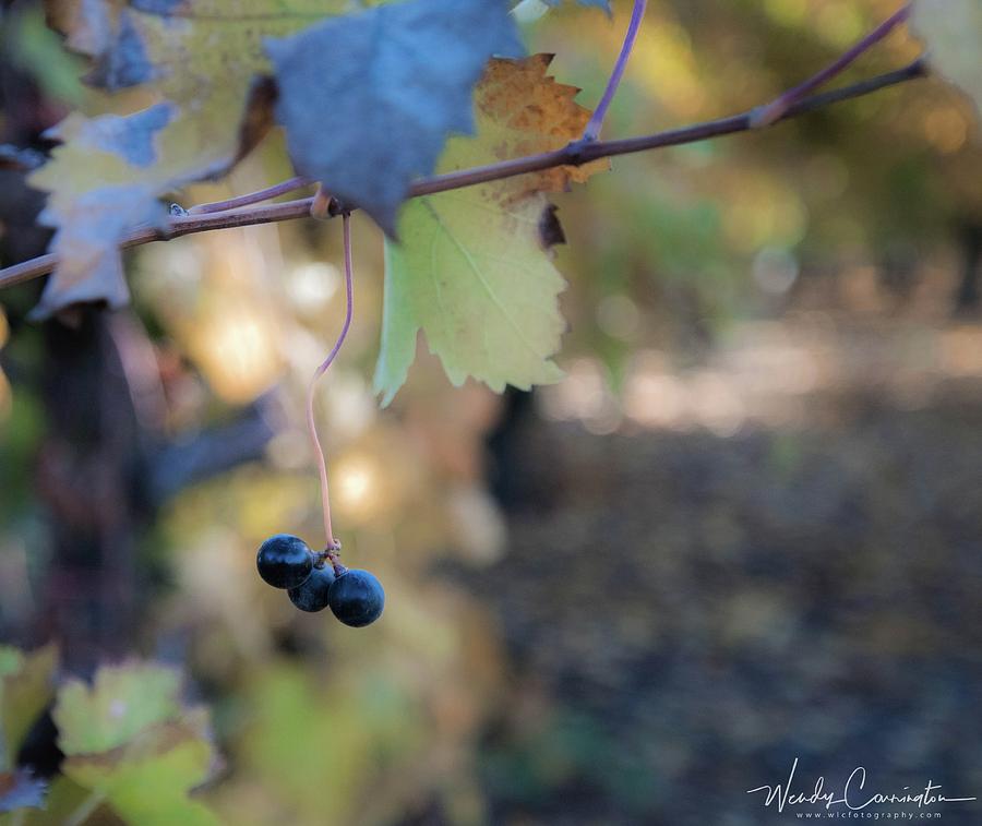 The Forgotten Grape Photograph by Wendy Carrington