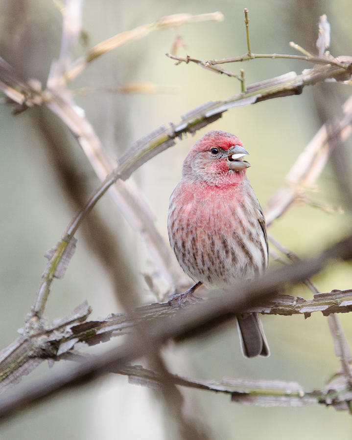 The Forgotten House Finch Photograph by Janice Adomeit