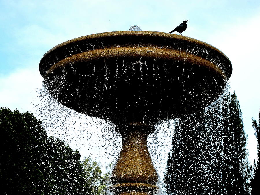The Fountain In Sausalito Ca Photograph by John King I I I