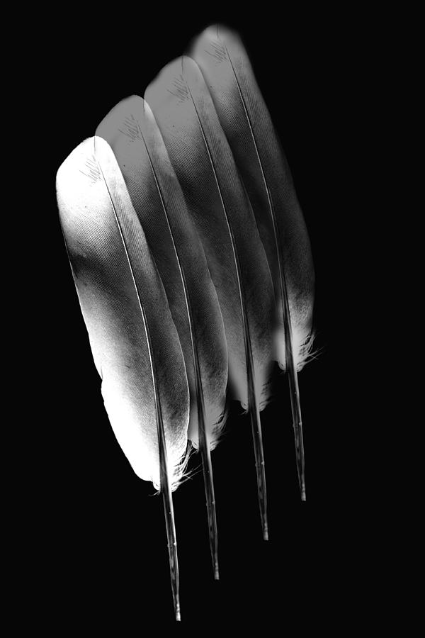 The four feathers Photograph by Angel Jesus De la Fuente