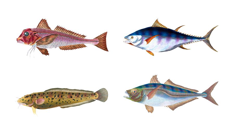 The Four Fish Digital Art by Roy Pedersen