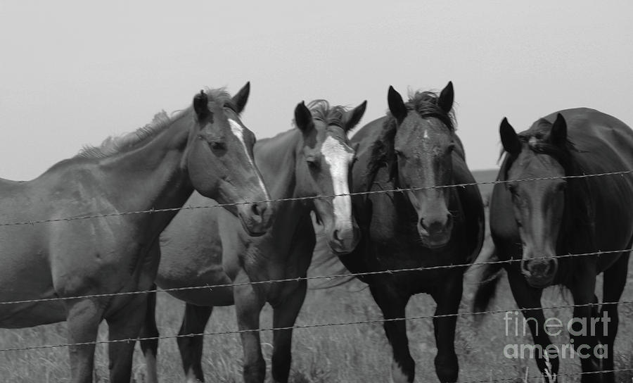 Kansas Photograph - The Four Horses by Mike Parker