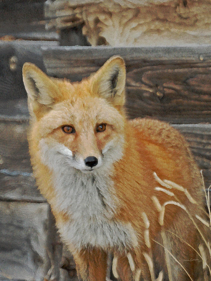 The Fox 3 Photograph by Ernest Echols