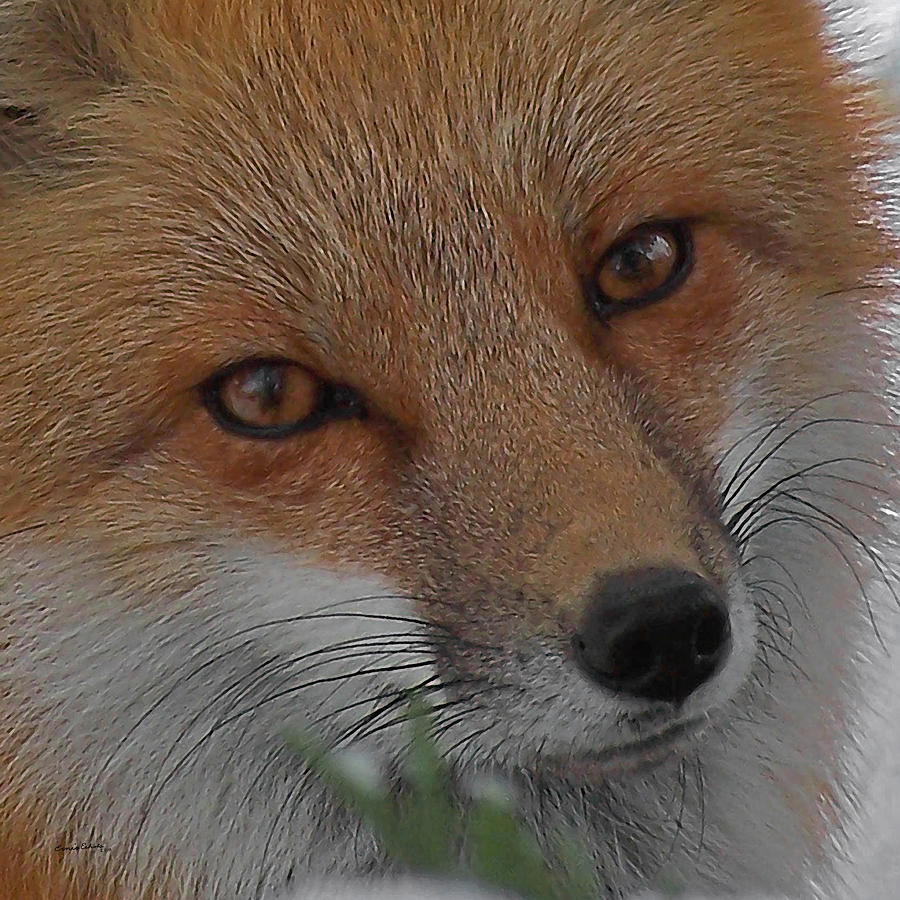 The Fox 4 Upclose Photograph by Ernest Echols