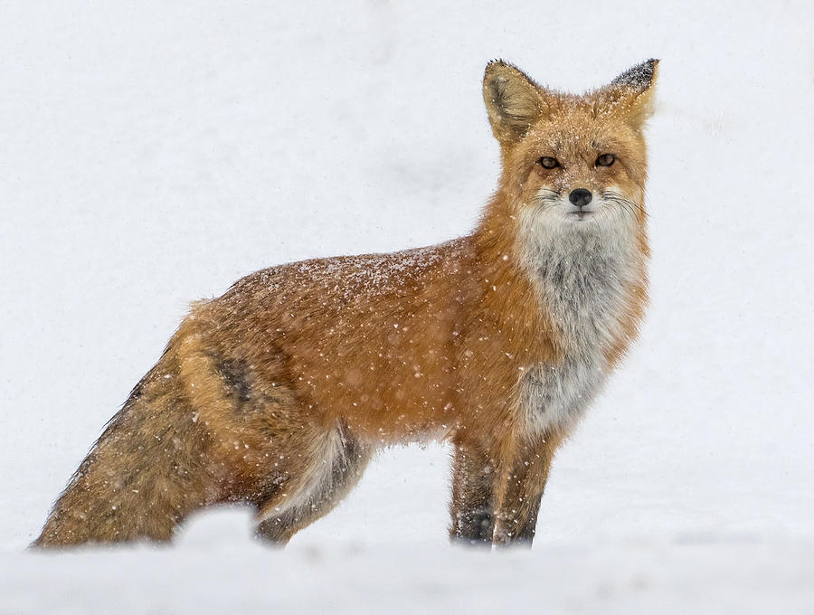 The Fox and the Blizzard #2 Photograph by Mindy Musick King