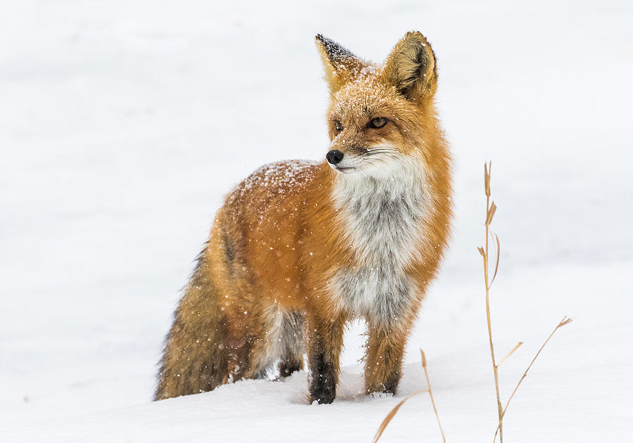The Fox and the Blizzard #3 Photograph by Mindy Musick King