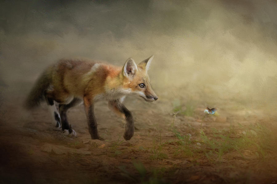 The Fox and The Butterfly Photograph by Jai Johnson