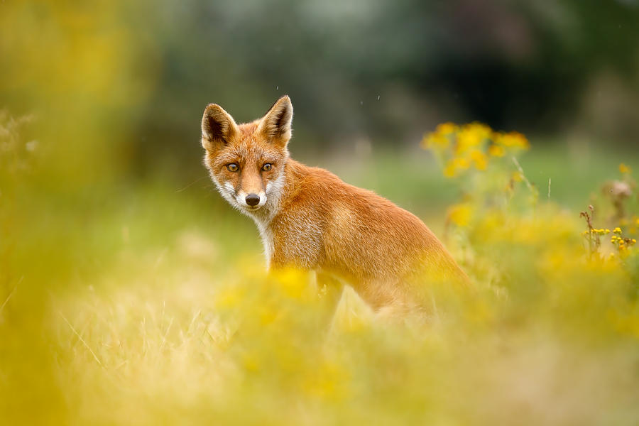 Mammal Photograph - The Fox and the Flowers by Roeselien Raimond