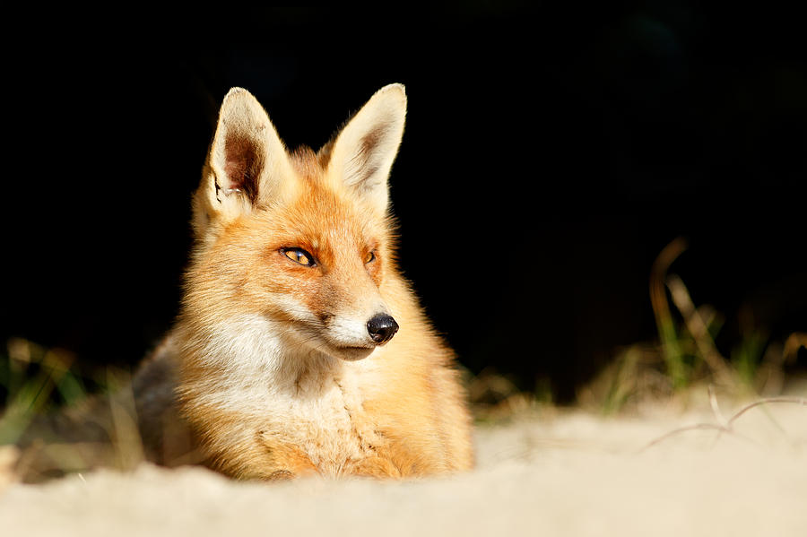 Fox Photograph - The Fox and the Light by Roeselien Raimond