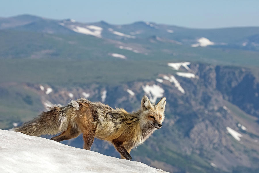 The Fox and the Mountain Photograph by Sandy Sisti