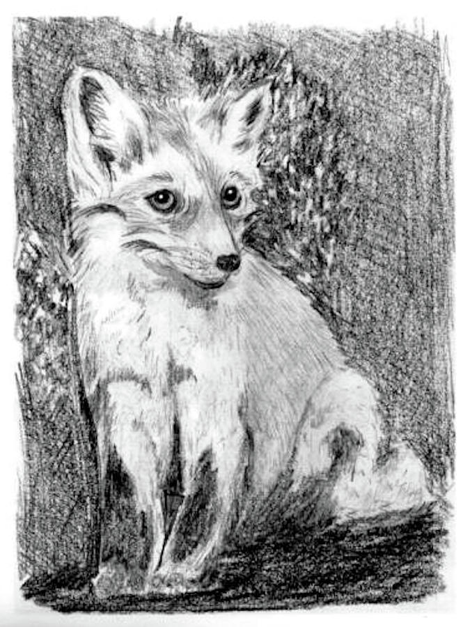 The Fox Drawing by Barbara Hall Adkins - Fine Art America