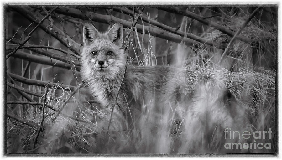 The Fox Photograph by Heather Hubbard
