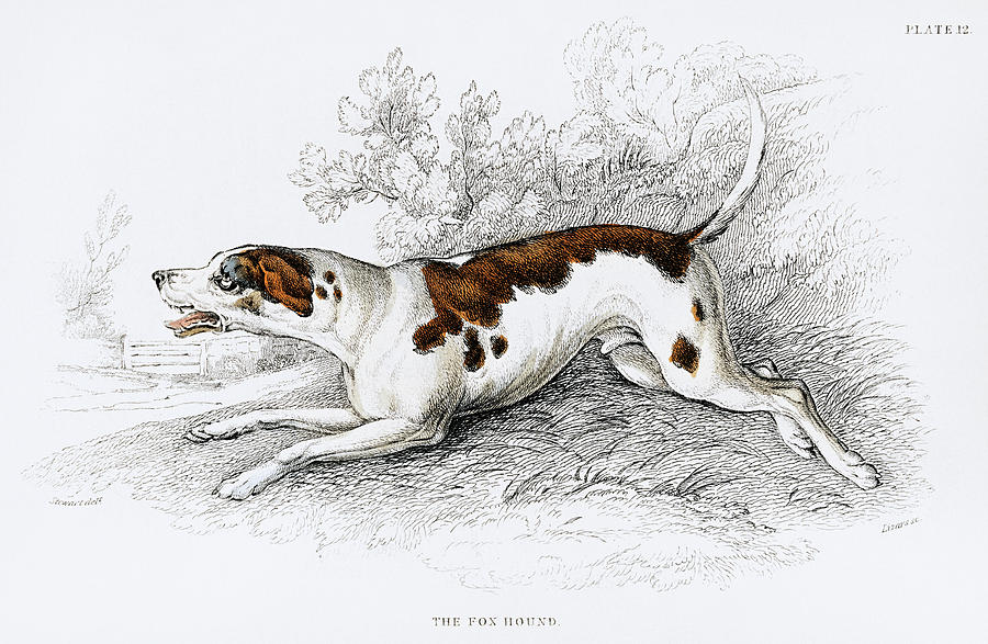 The Fox Hound Drawing by Vincent Monozlay