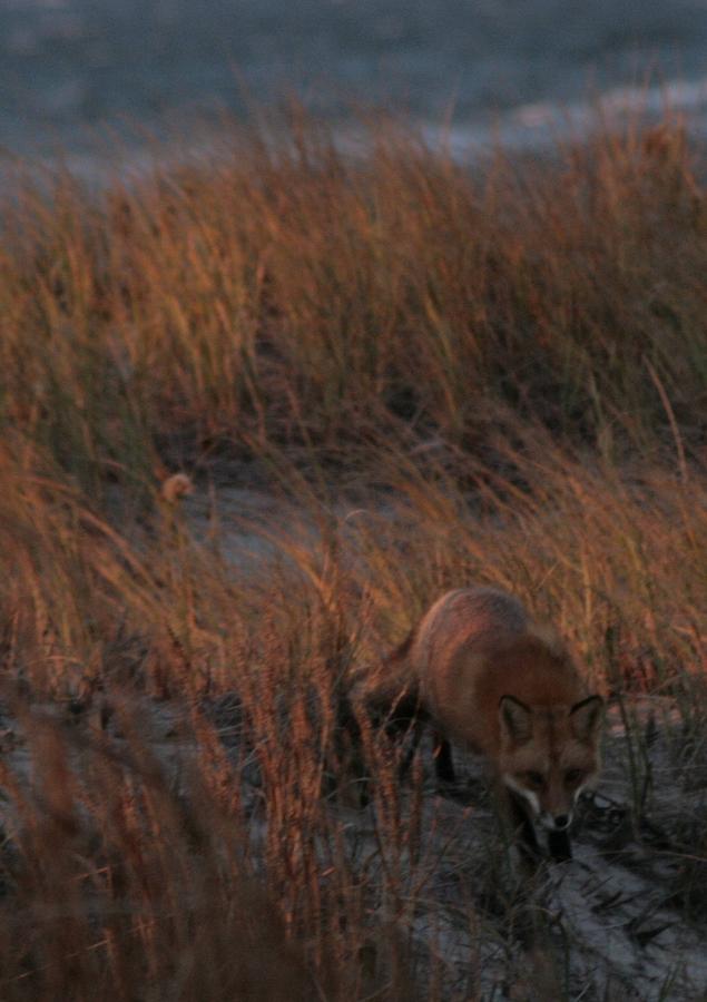 The Fox in the Dunes Photograph by Christopher J Kirby