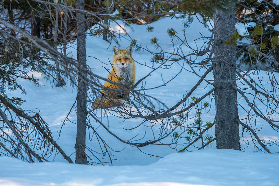 The Fox In The Trees Photograph by Yeates Photography