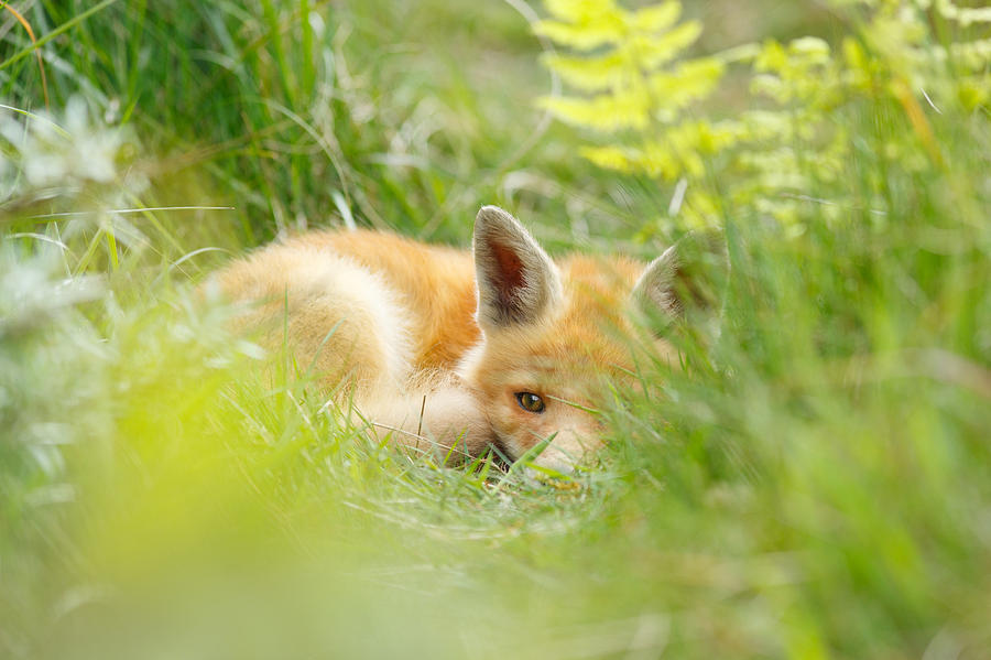 Spring Photograph - The Fox Kit and the Ferns by Roeselien Raimond