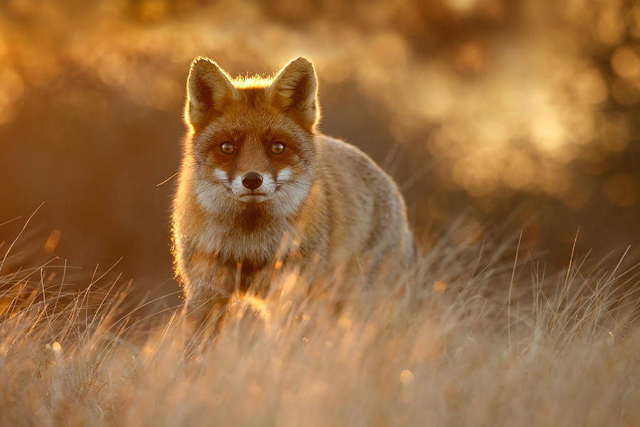 Sunset Photograph - The Fox with the Golden Face by Roeselien Raimond