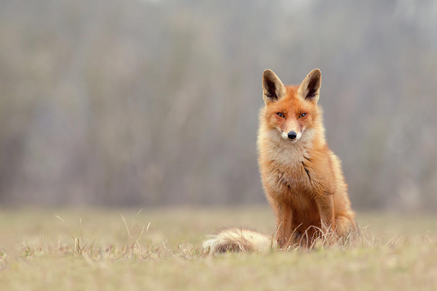 Animal Photograph - The Foxiest of Foxes by Roeselien Raimond