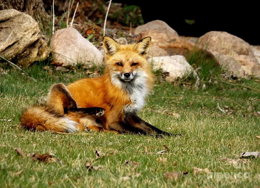 The Foxy Father Photograph by Deb Schense