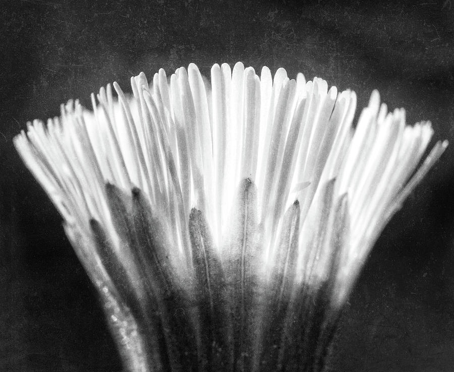 The Fragile Blooming, Xray flower in black white Photograph by YL Images