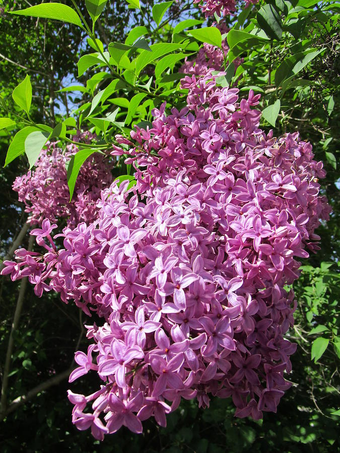 The Fragrance of Lilacs Photograph by Rosita Larsson