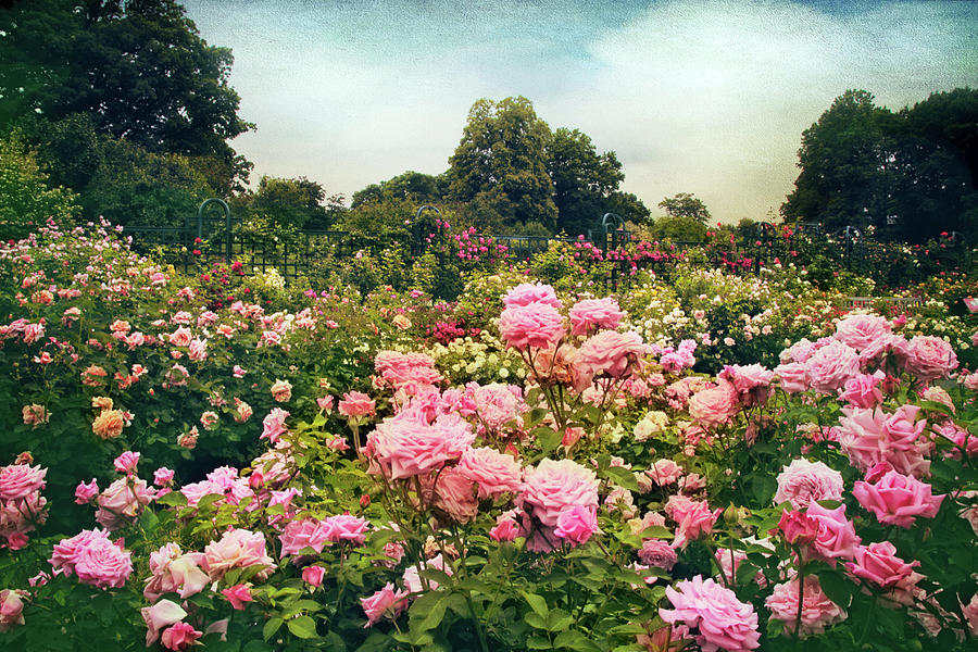 The Fragrant Garden Photograph by Jessica Jenney