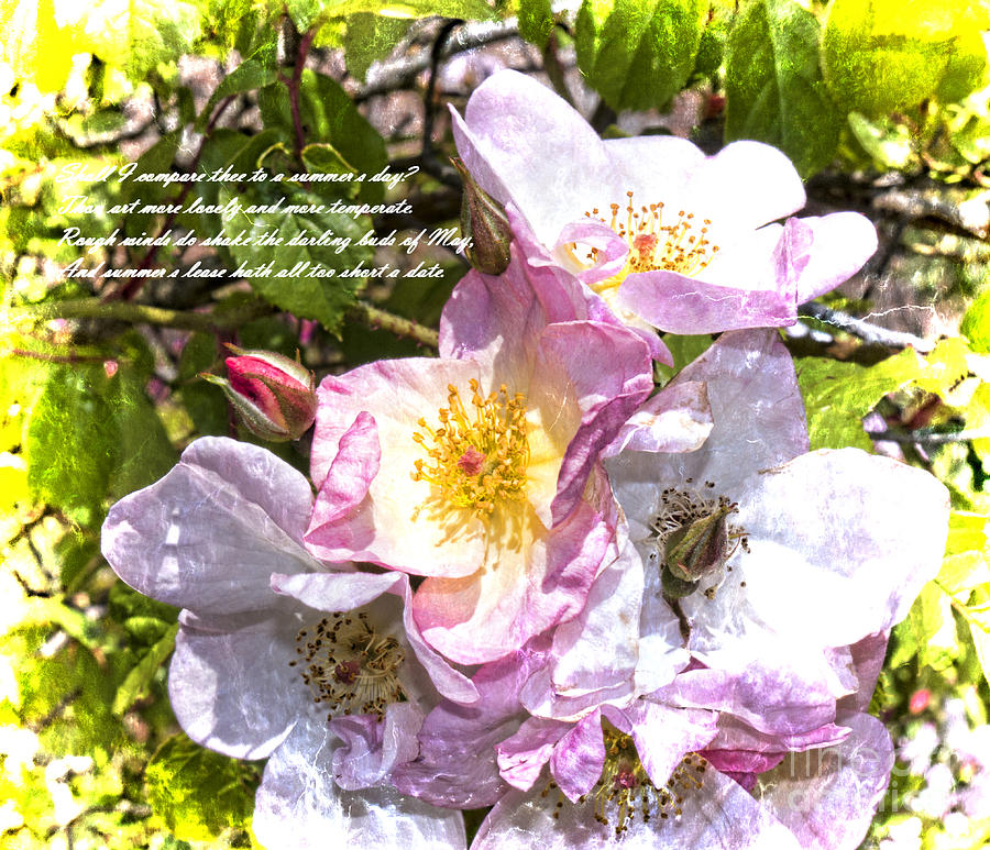 The Frailty of Summer Roses and of Love Photograph by Brenda Kean