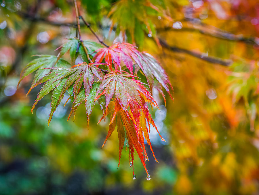 The Freshness of Fall Photograph by Ken Stanback
