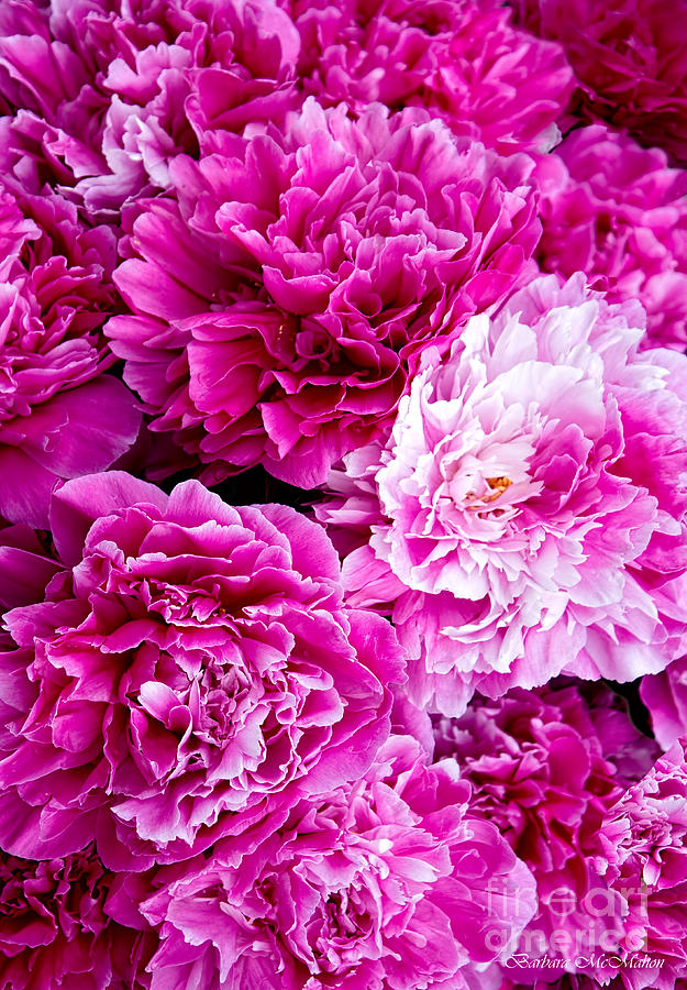 The Fragrance of Pink Peonies Photograph by Barbara McMahon