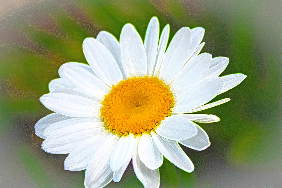 The Friendliest Flower Photograph by Barbara Dean