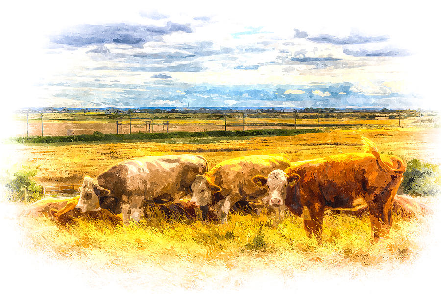 The Friendly Cows Art Photograph by David Pyatt