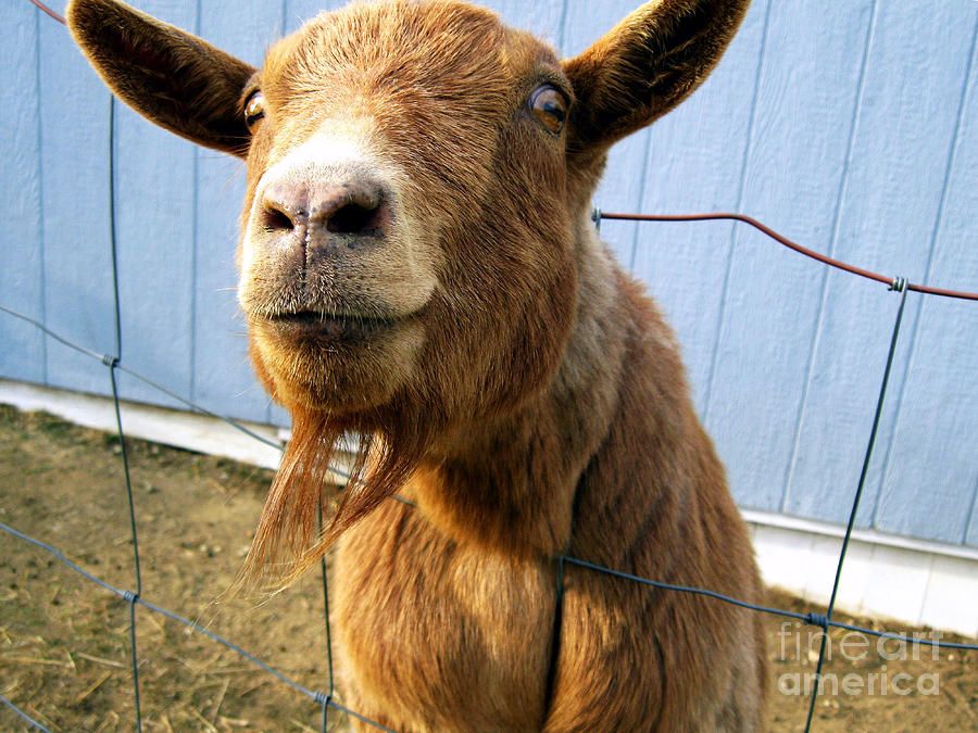 The Friendly Goat  Photograph by Sandra Church