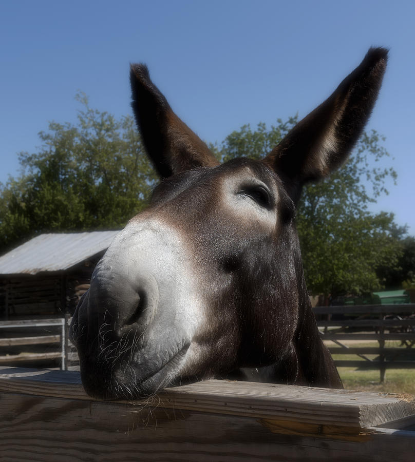 Nature Photograph - The Friendly Mule by Mountain Dreams