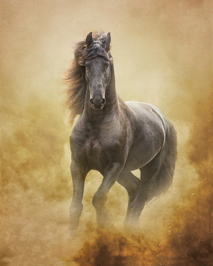 The Friesian King Photograph by Ron  McGinnis
