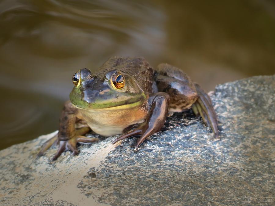 The Frog Photograph by MTBobbins Photography