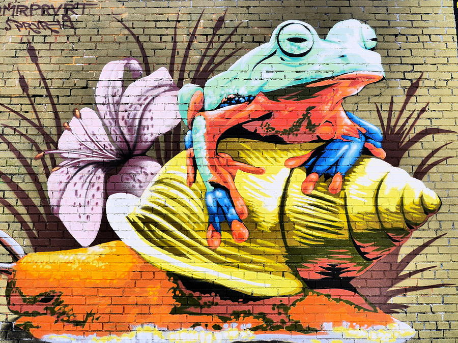 The Frog on the Wall Photograph by Jack Riordan