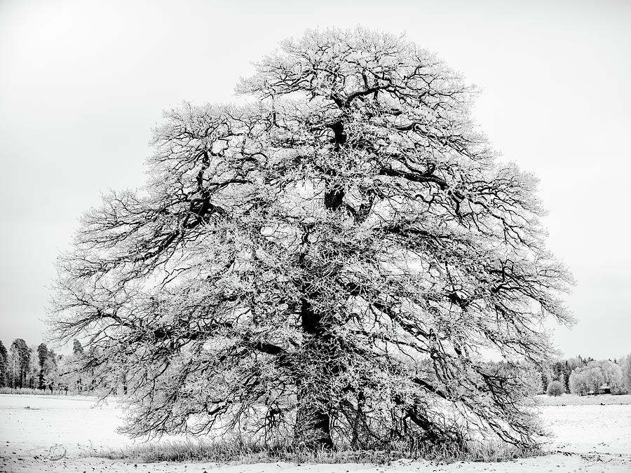 The Frosty Grand Old Oak B/W Photograph by Torbjorn Swenelius