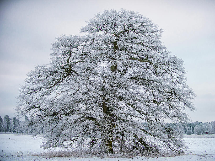 The Frosty Grand Old Oak Photograph by Torbjorn Swenelius